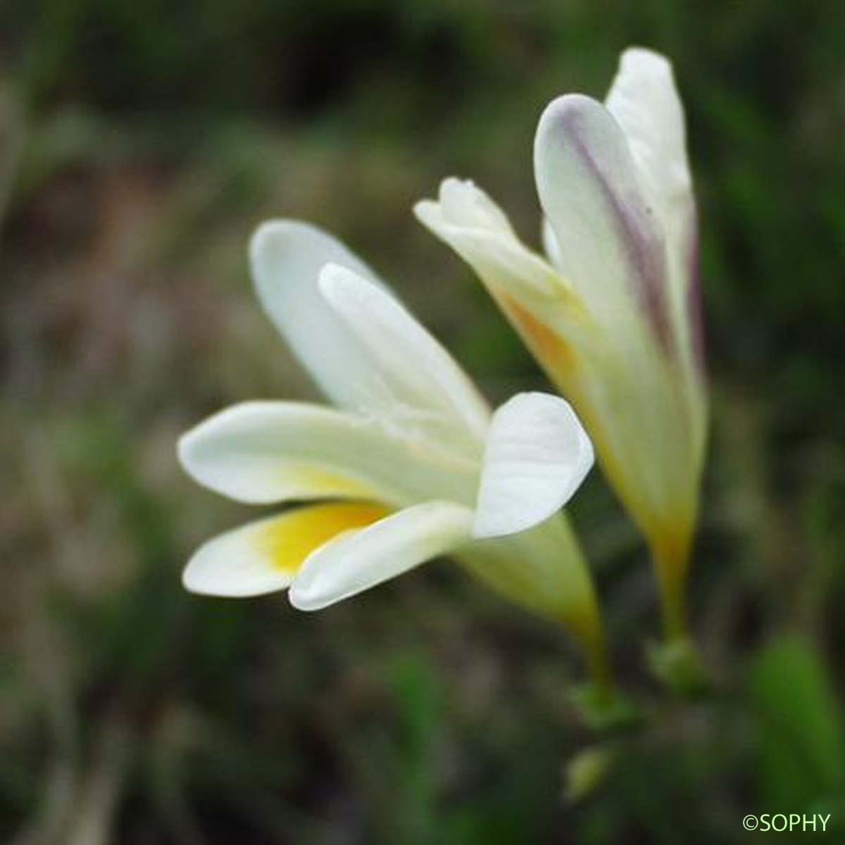 Freesia blanc - Freesia alba