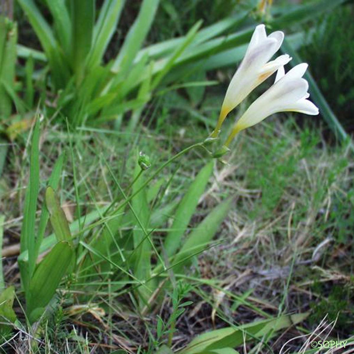 Freesia blanc - Freesia leichtlinii subsp. alba