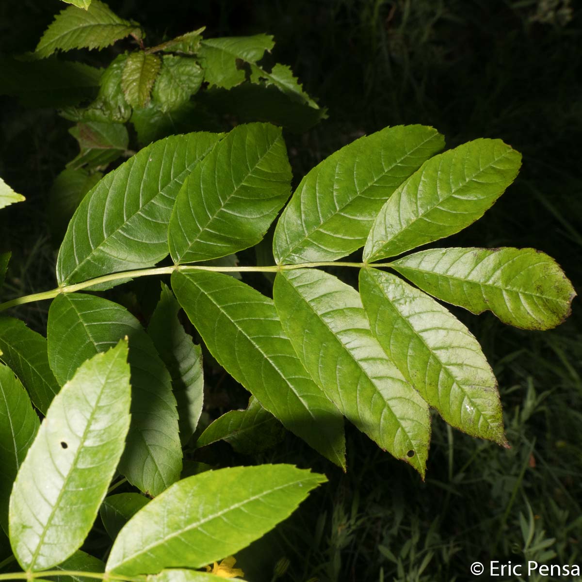 Frêne commun - Fraxinus excelsior