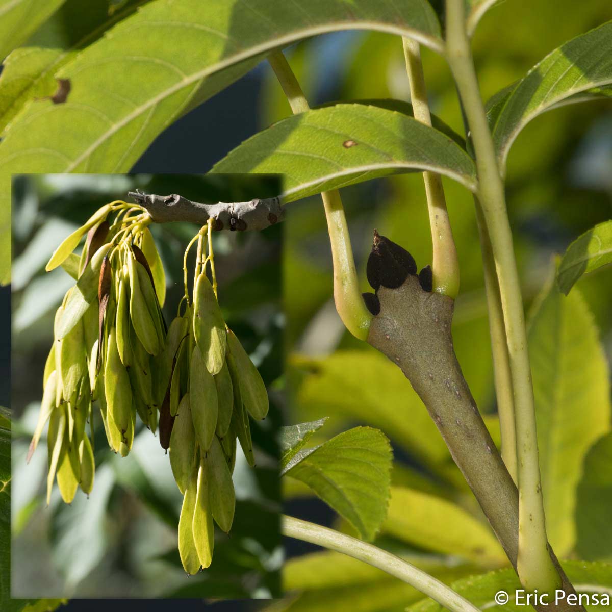 Frêne commun - Fraxinus excelsior