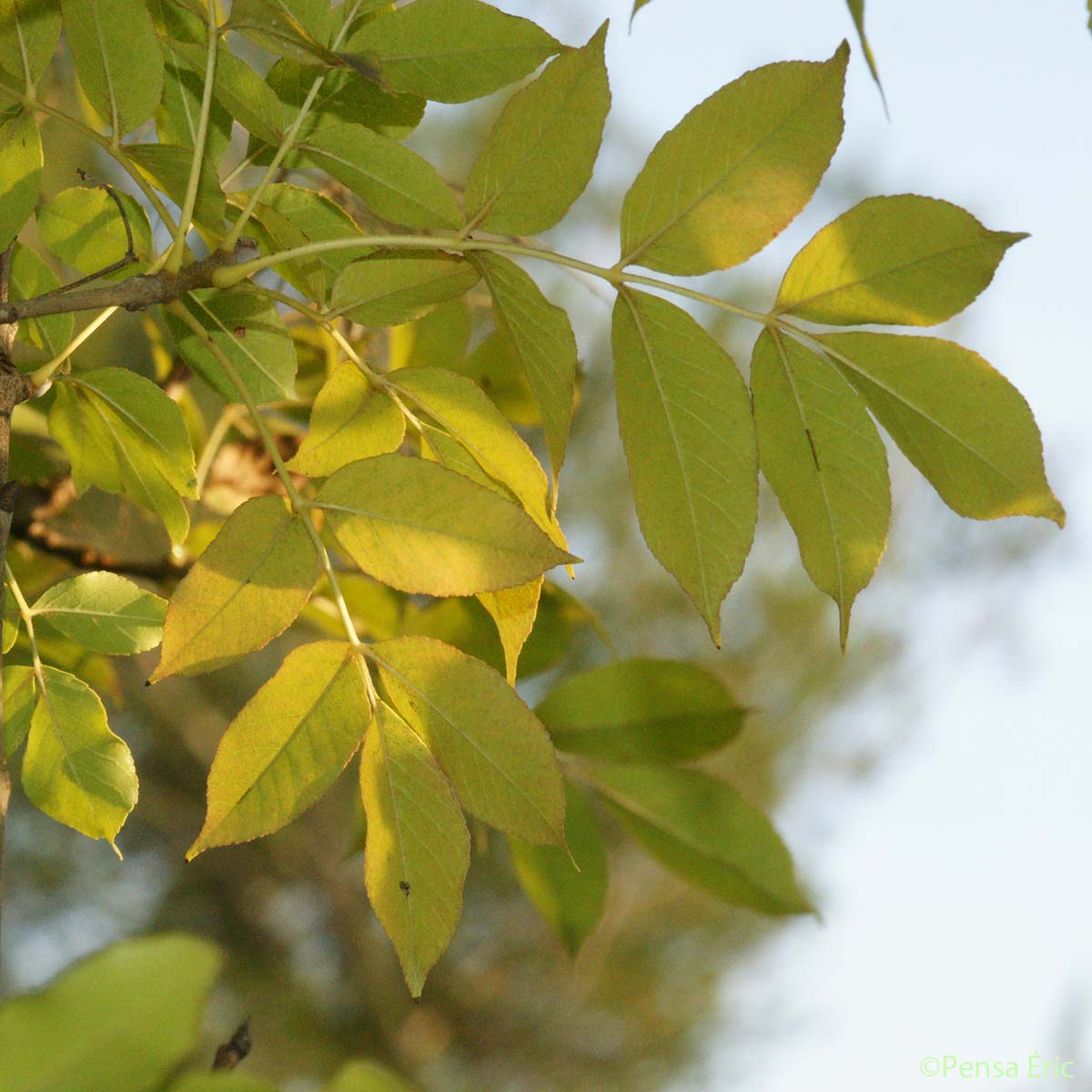 Frêne oxyphylle - Fraxinus angustifolia