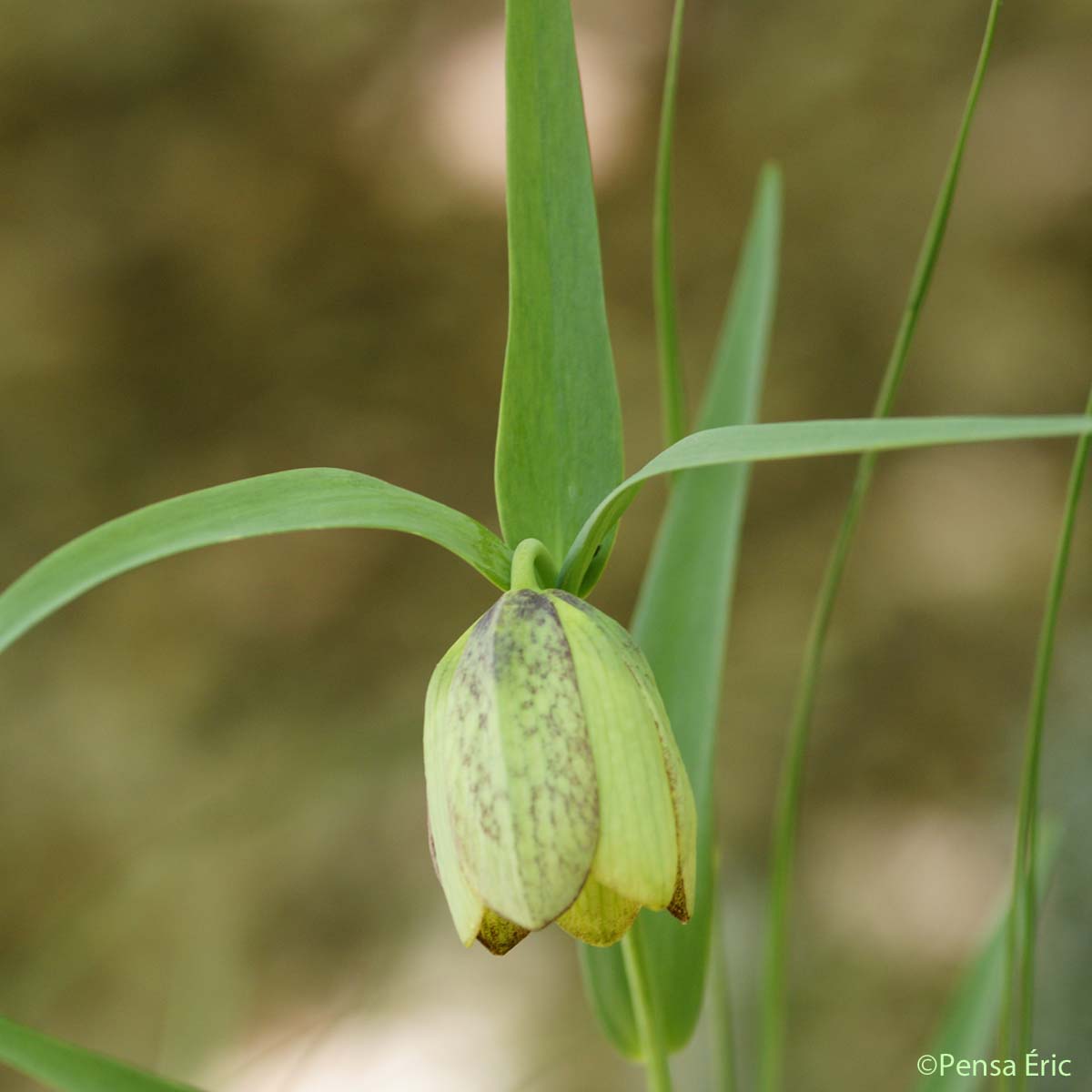 Fritillaire à involucre - Fritillaria involucrata