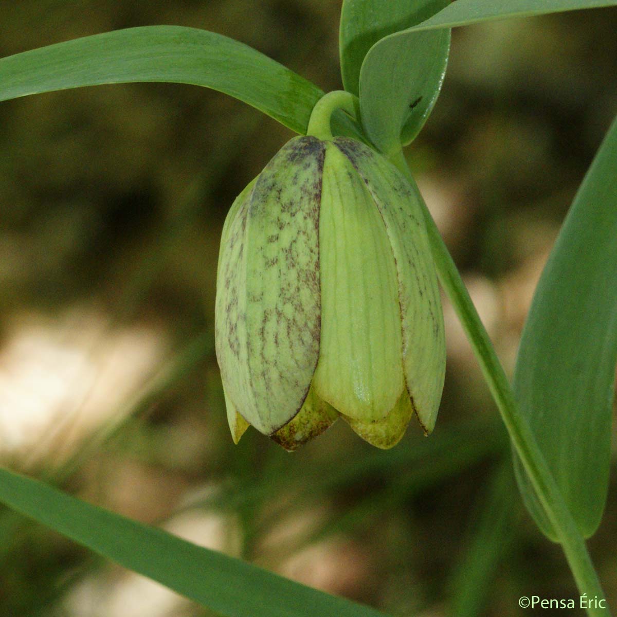 Fritillaire à involucre - Fritillaria involucrata