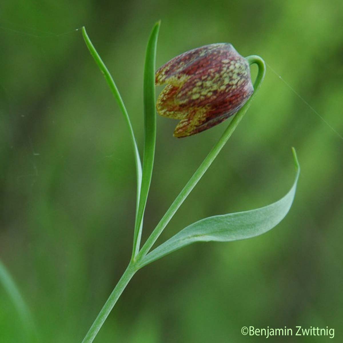 Fritillaire d'Orient - Fritillaria montana