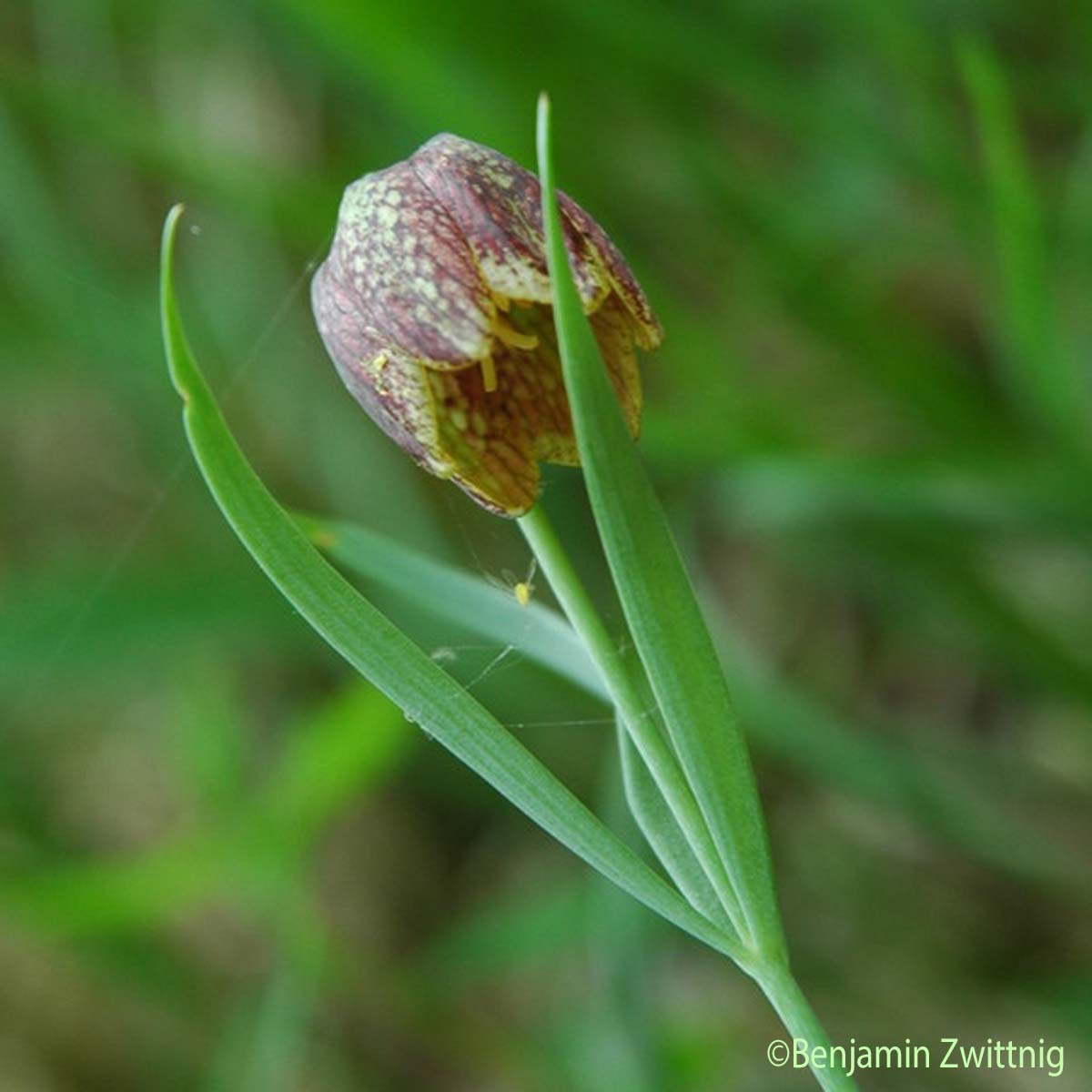 Fritillaire d'Orient - Fritillaria montana