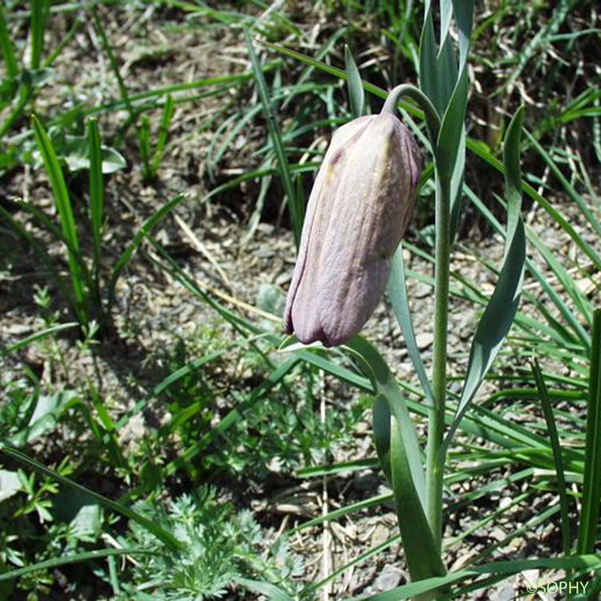 Fritillaire du Dauphiné - Fritillaria tubiformis