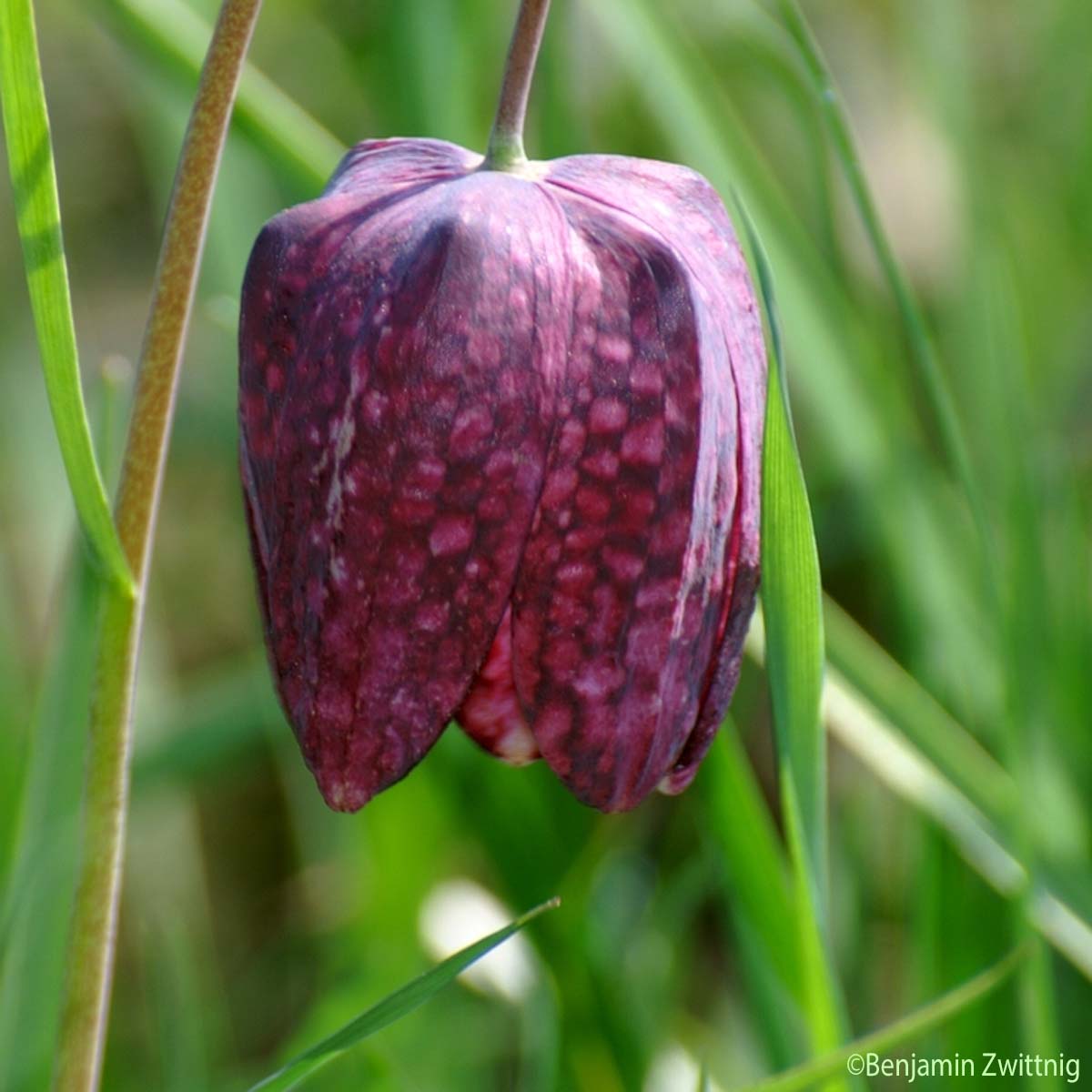 Fritillaire pintade - Fritillaria meleagris