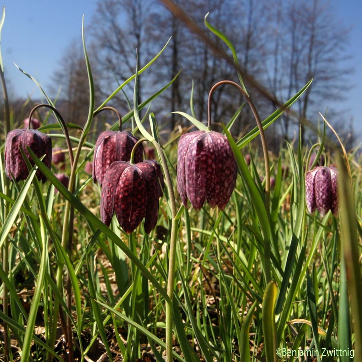 Fritillaire pintade - Fritillaria meleagris