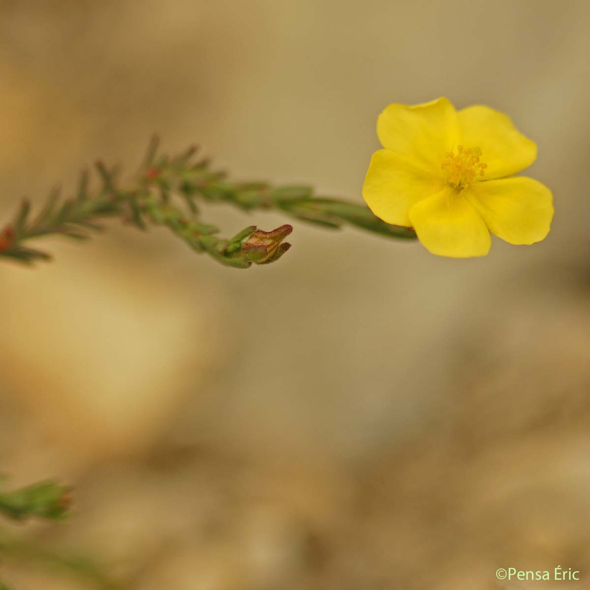 Fumana couché - Fumana procumbens