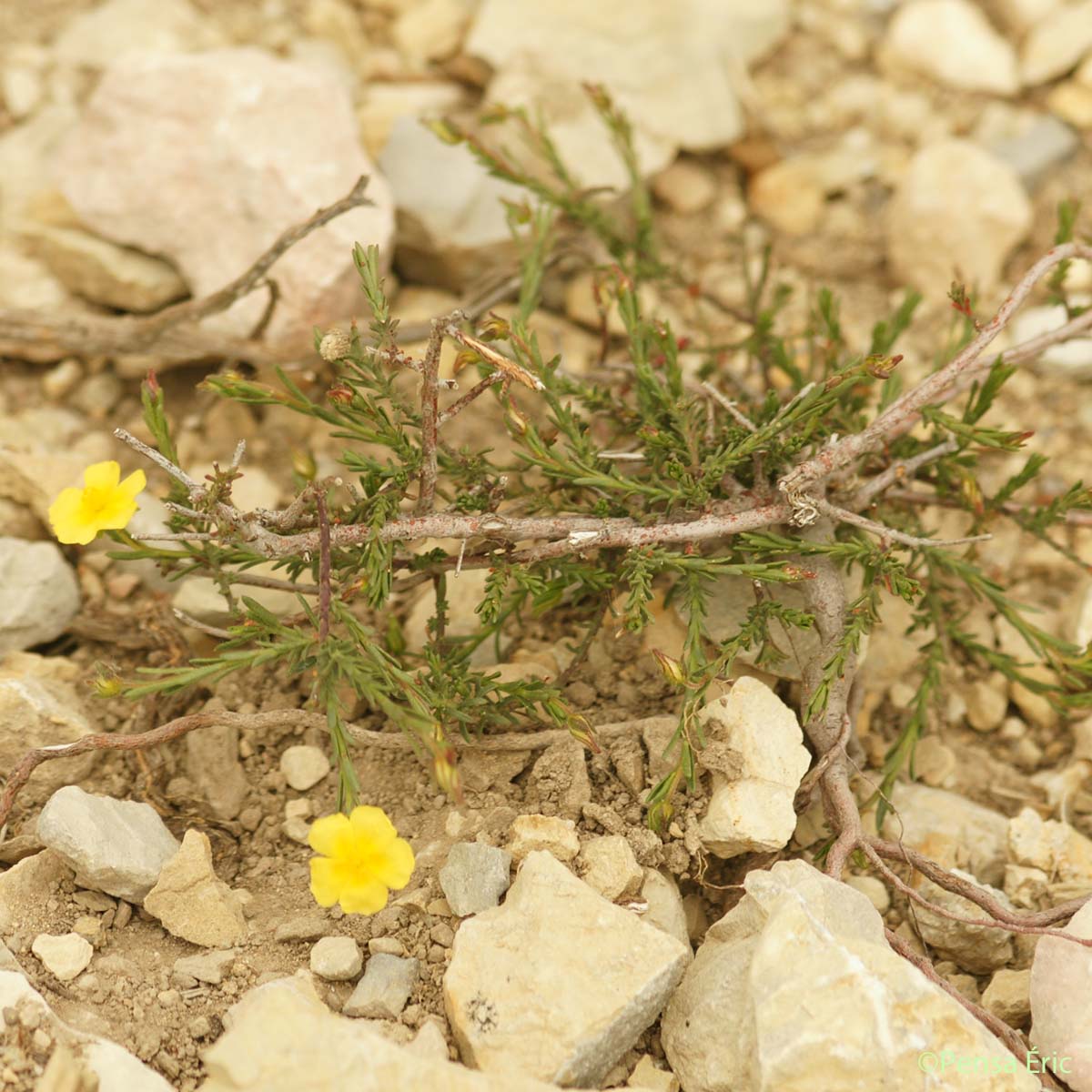 Fumana couché - Fumana procumbens