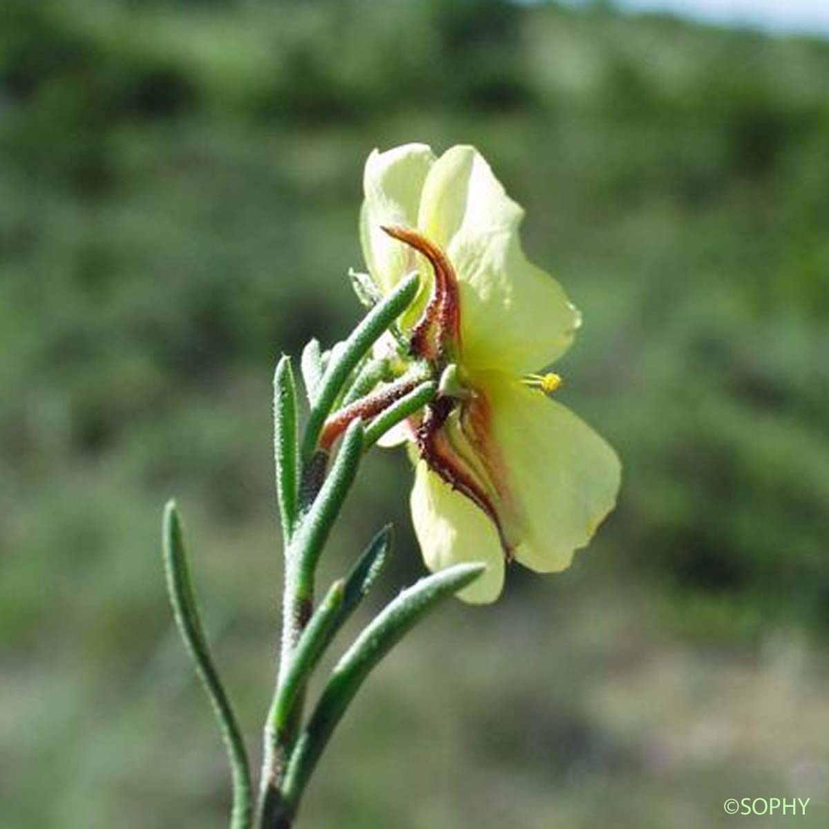 Fumana couché - Fumana procumbens