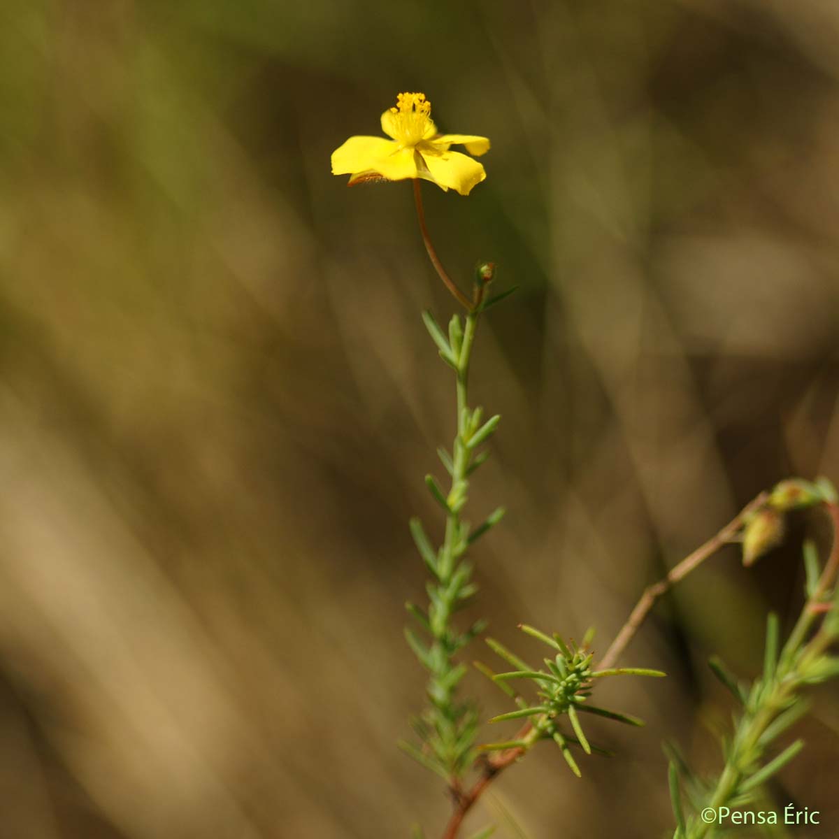 Fumana fausse bruyère - Fumana ericifolia