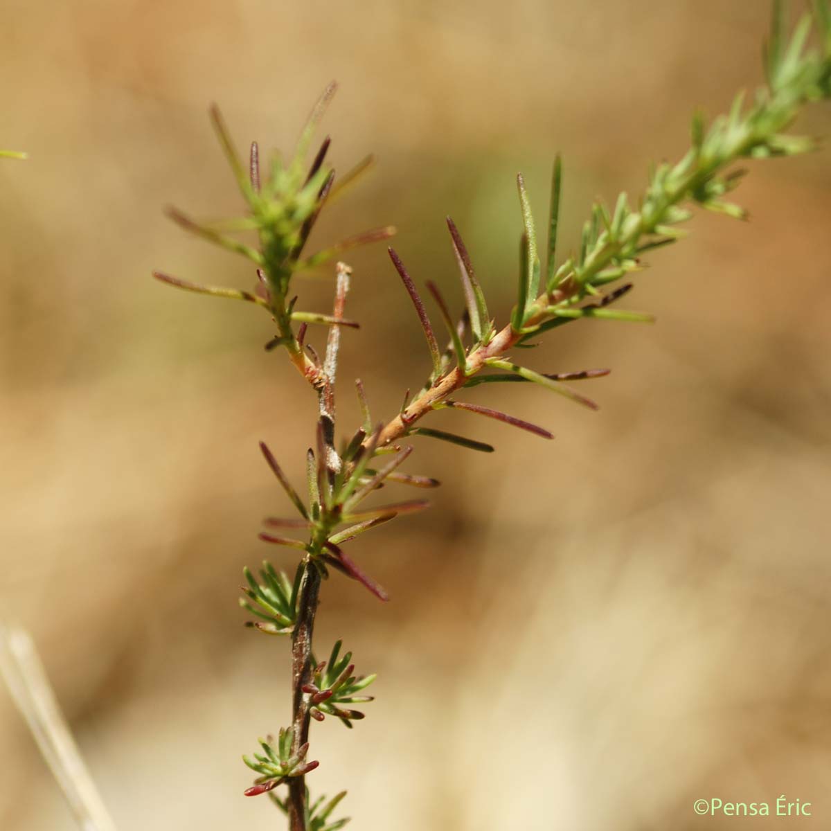 Fumana fausse bruyère - Fumana ericifolia