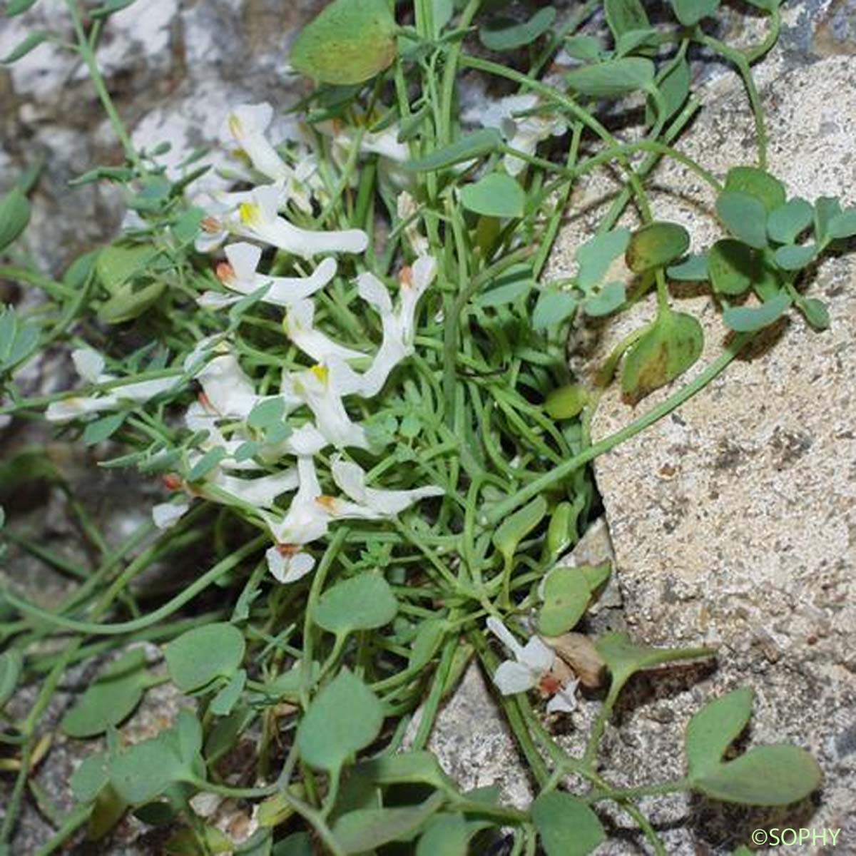 Fumeterre à neuf folioles - Sarcocapnos enneaphylla