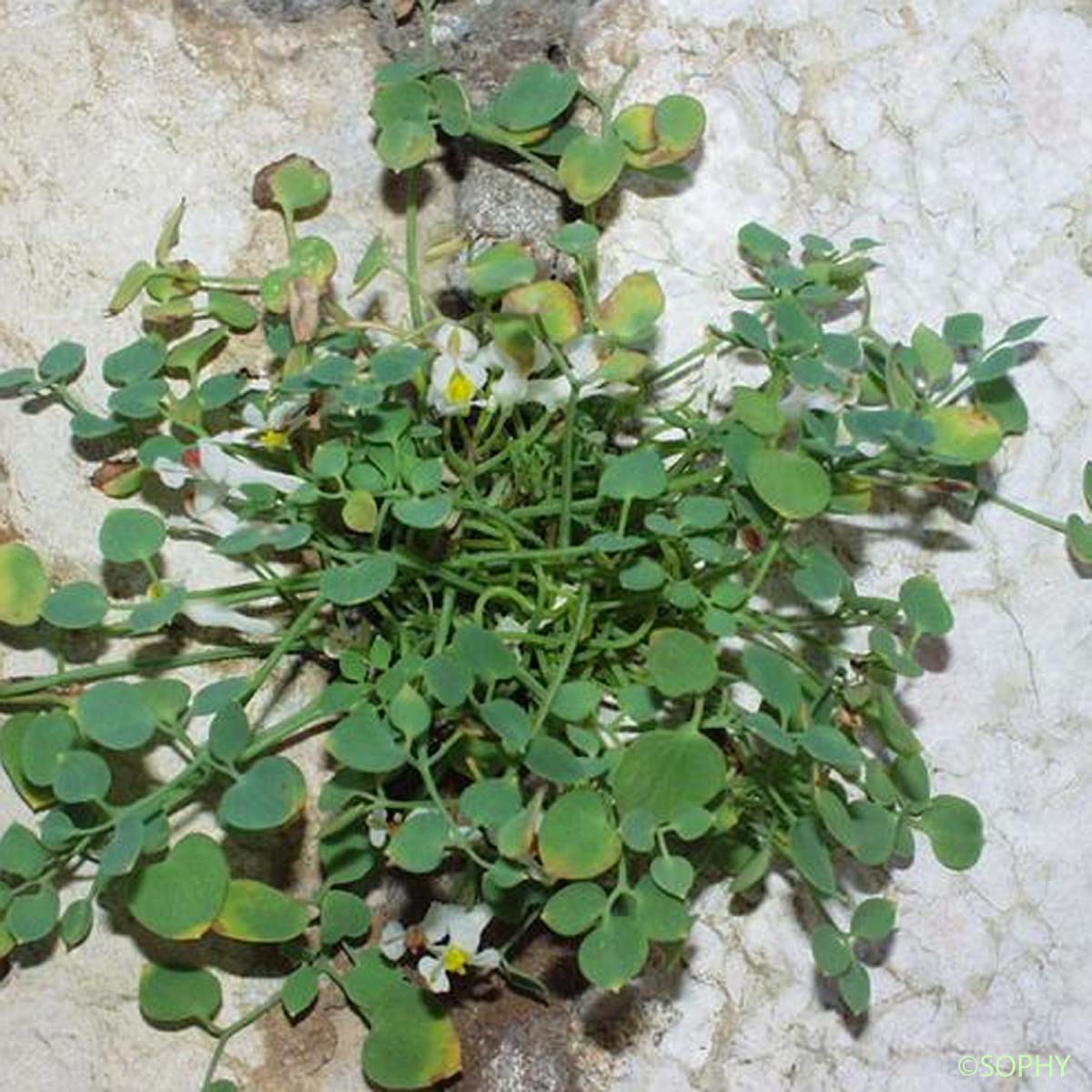 Fumeterre à neuf folioles - Sarcocapnos enneaphylla