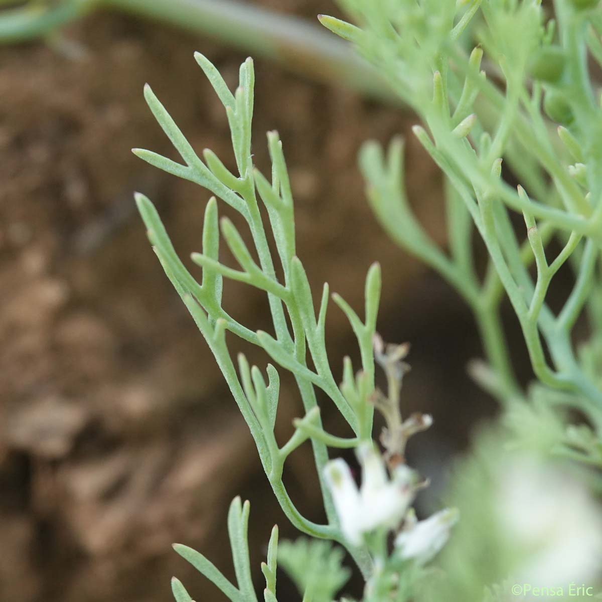 Fumeterre à petites fleurs - Fumaria parviflora