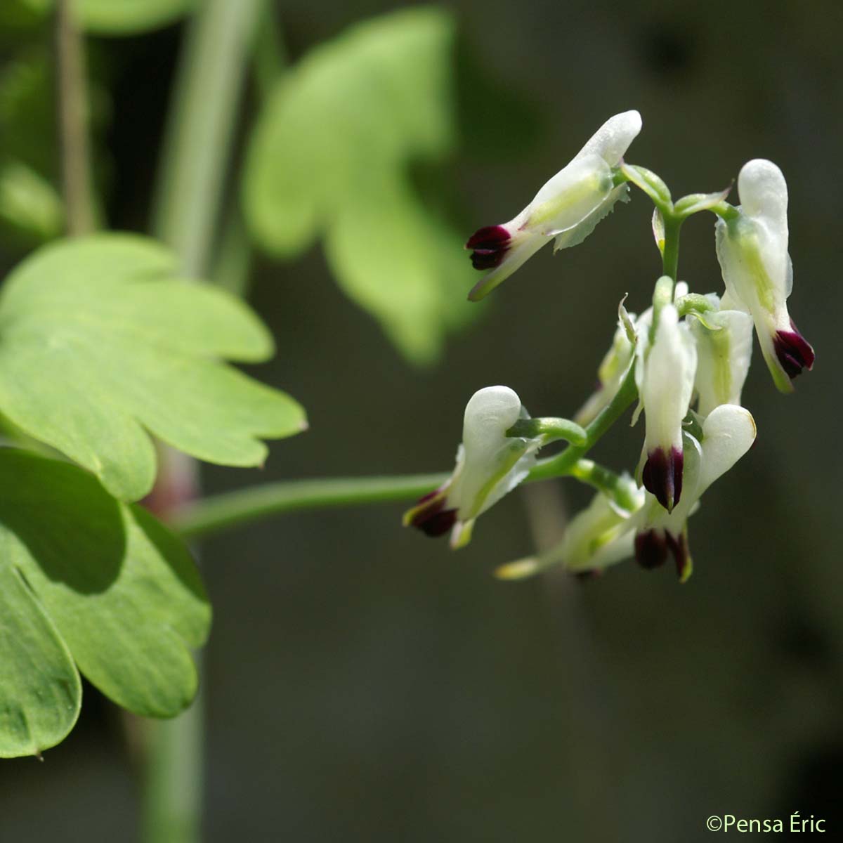 Fumeterre blanche - Fumaria capreolata