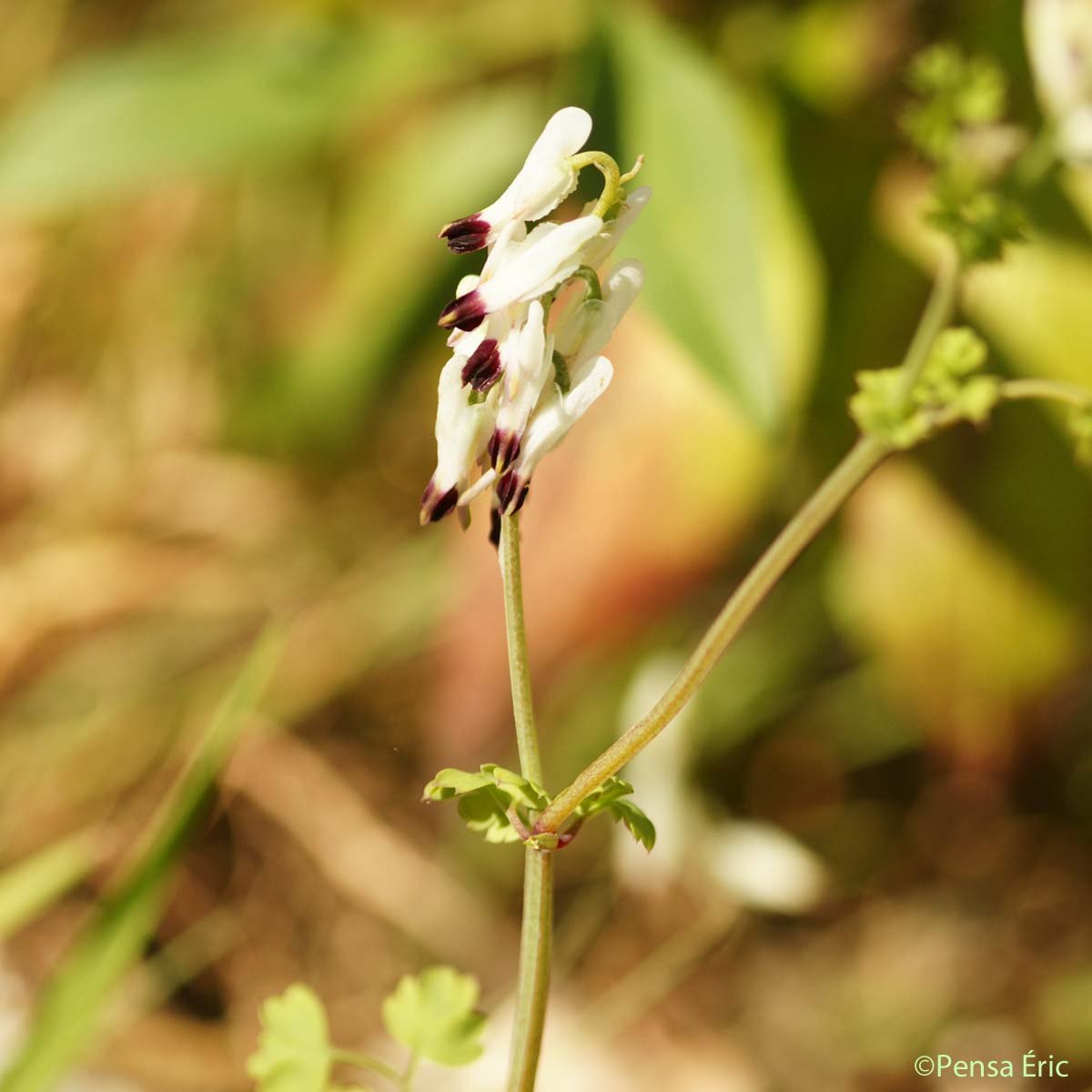 Fumeterre blanche - Fumaria capreolata