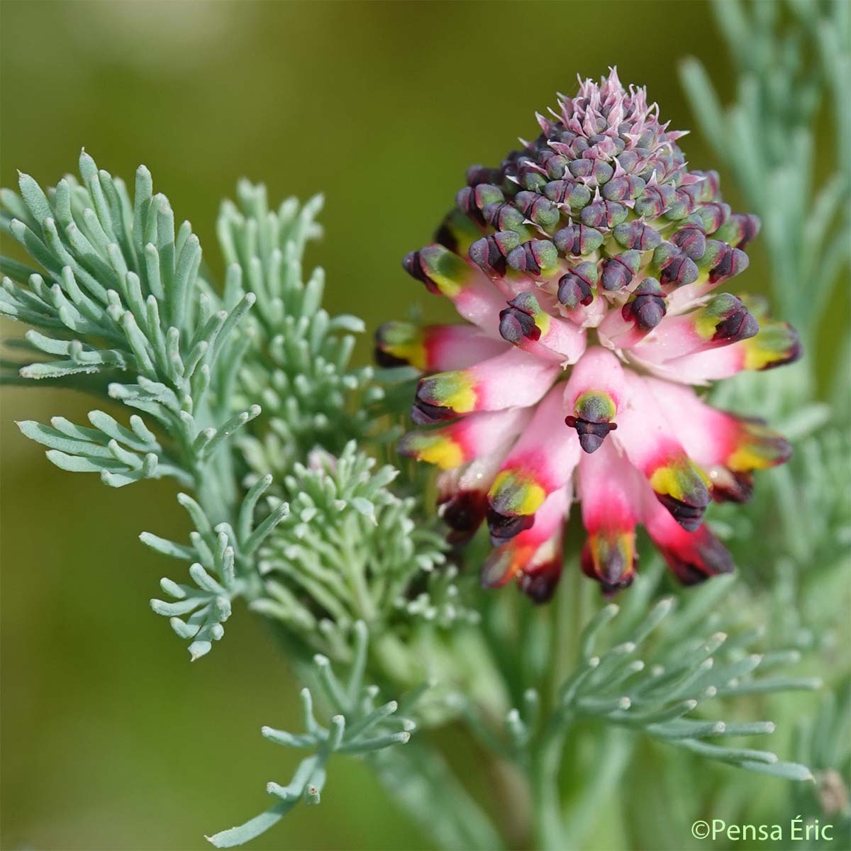 Fumeterre en épi - Platycapnos spicata