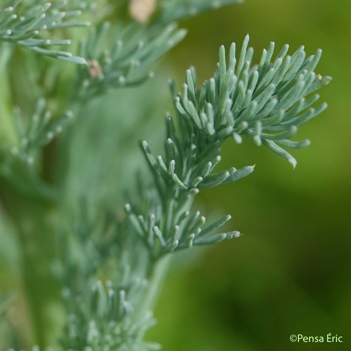 Fumeterre en épi - Platycapnos spicata