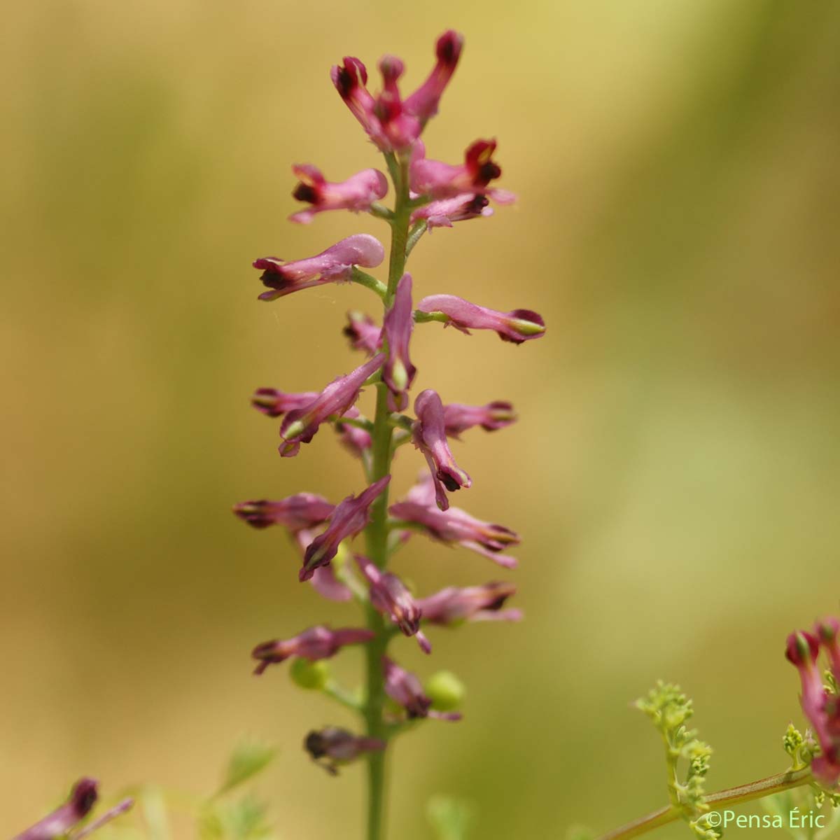 Fumeterre officinale - Fumaria officinalis