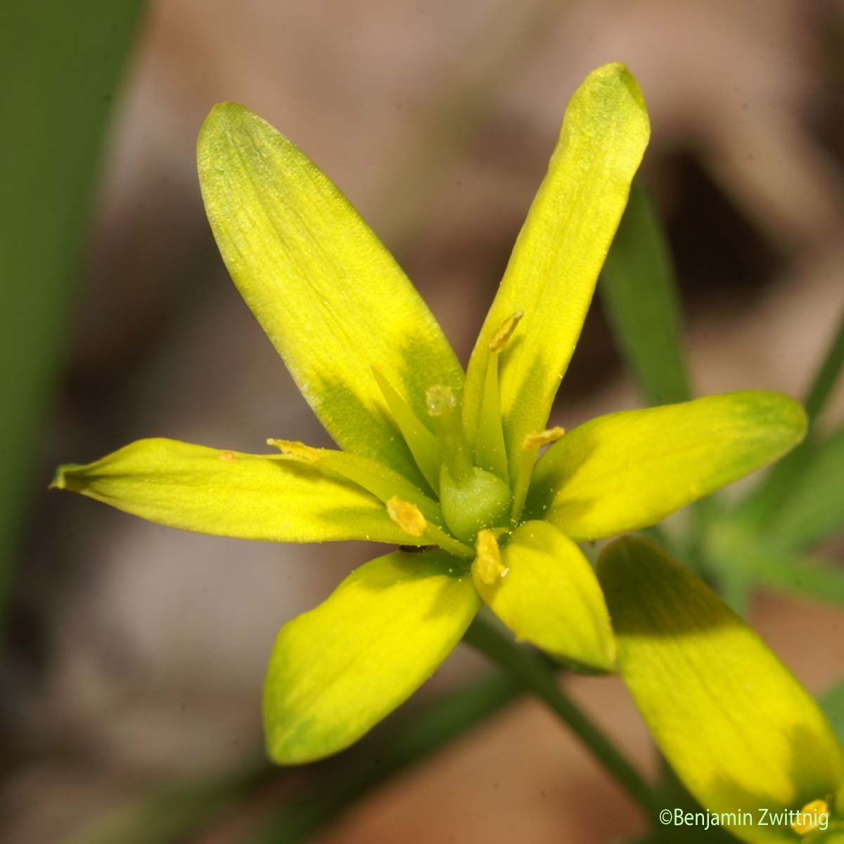 Gagée jaune - Gagea lutea