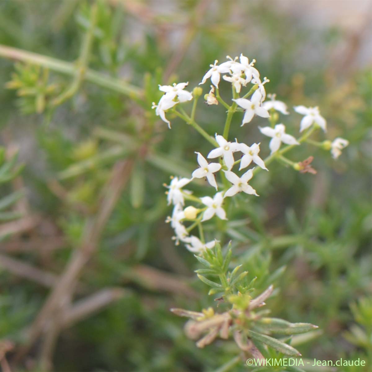 Gaillet à feuilles d'Asperge - Galium corrudifolium