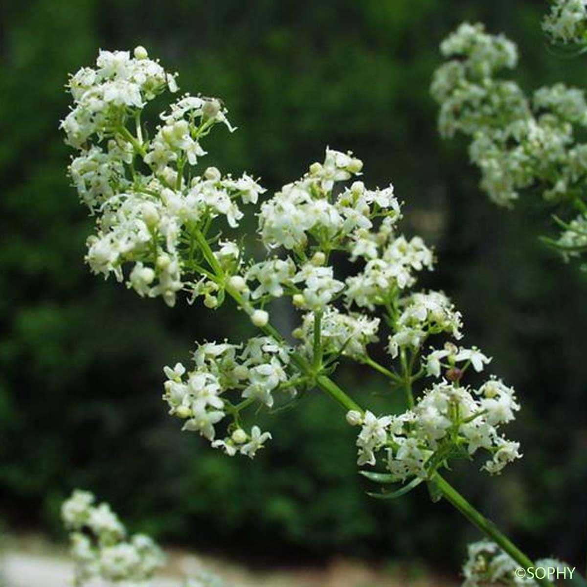 Gaillet à feuilles d'Asperge - Galium corrudifolium