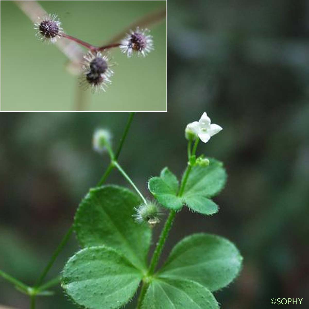 Gaillet à feuilles rondes - Galium rotundifolium