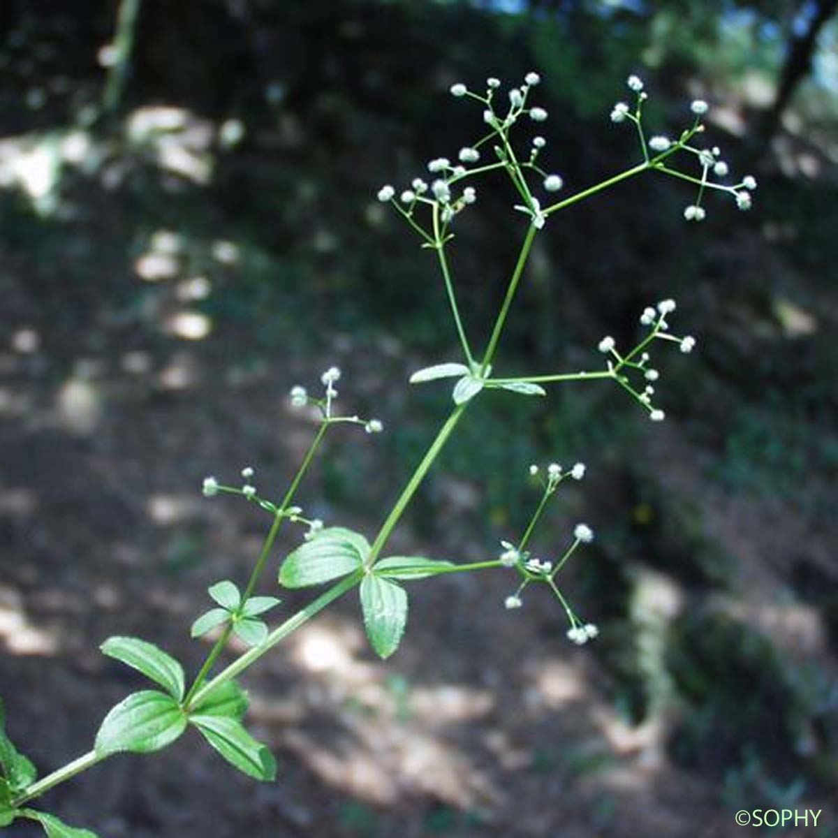 Gaillet à feuilles rondes - Galium rotundifolium