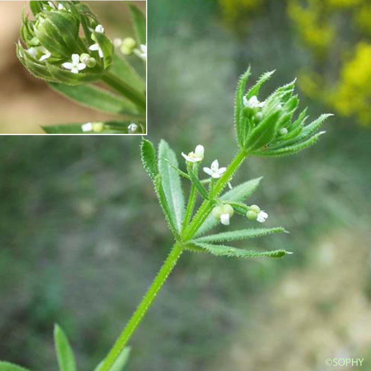 Gaillet à trois cornes - Galium tricornutum