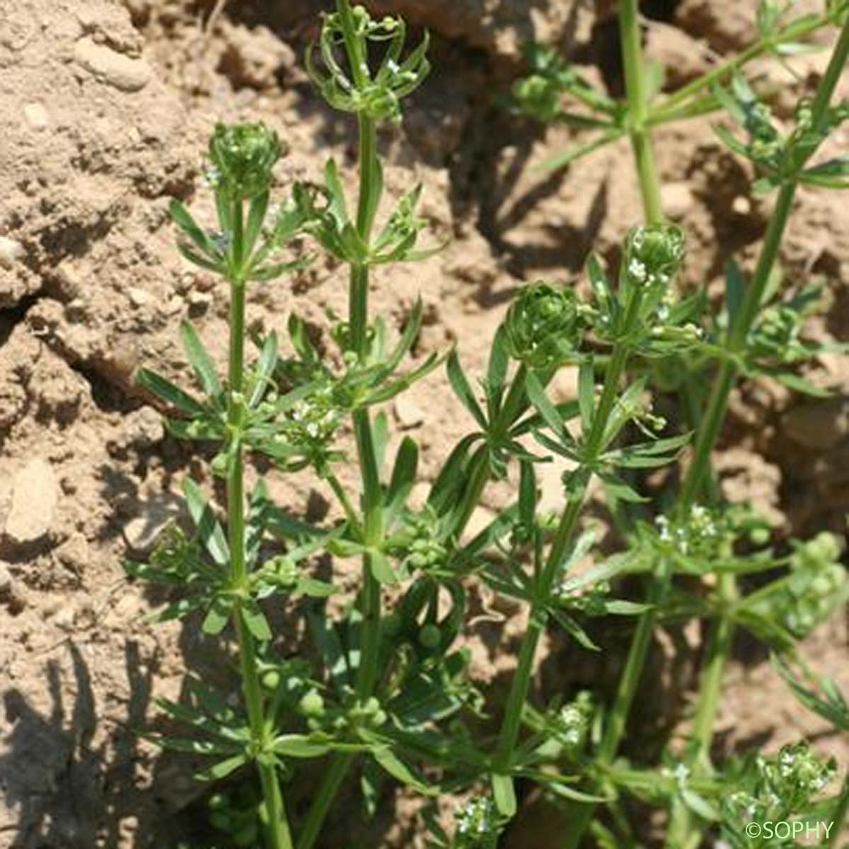 Gaillet à trois cornes - Galium tricornutum