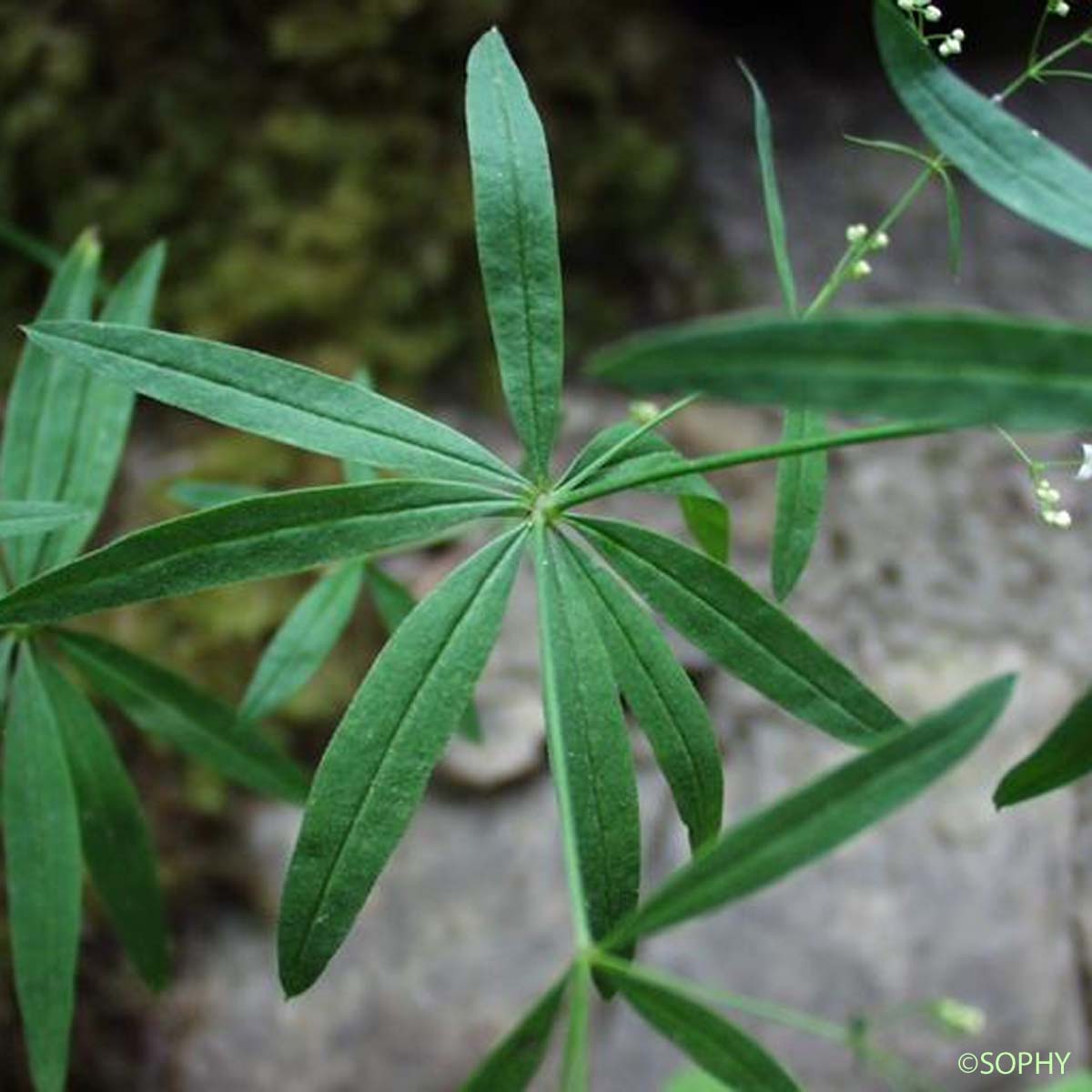 Gaillet aristé - Galium aristatum