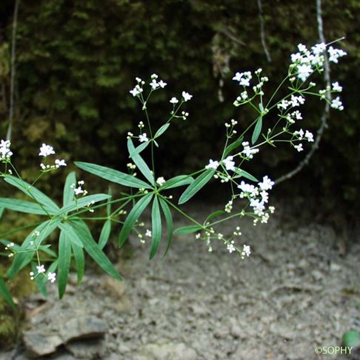 Gaillet aristé - Galium aristatum