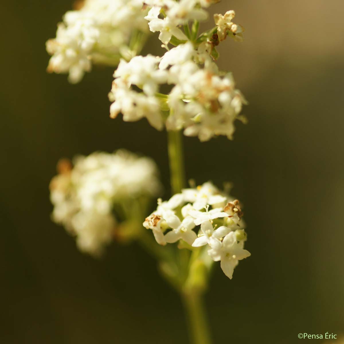 Gaillet boréal - Galium boreale