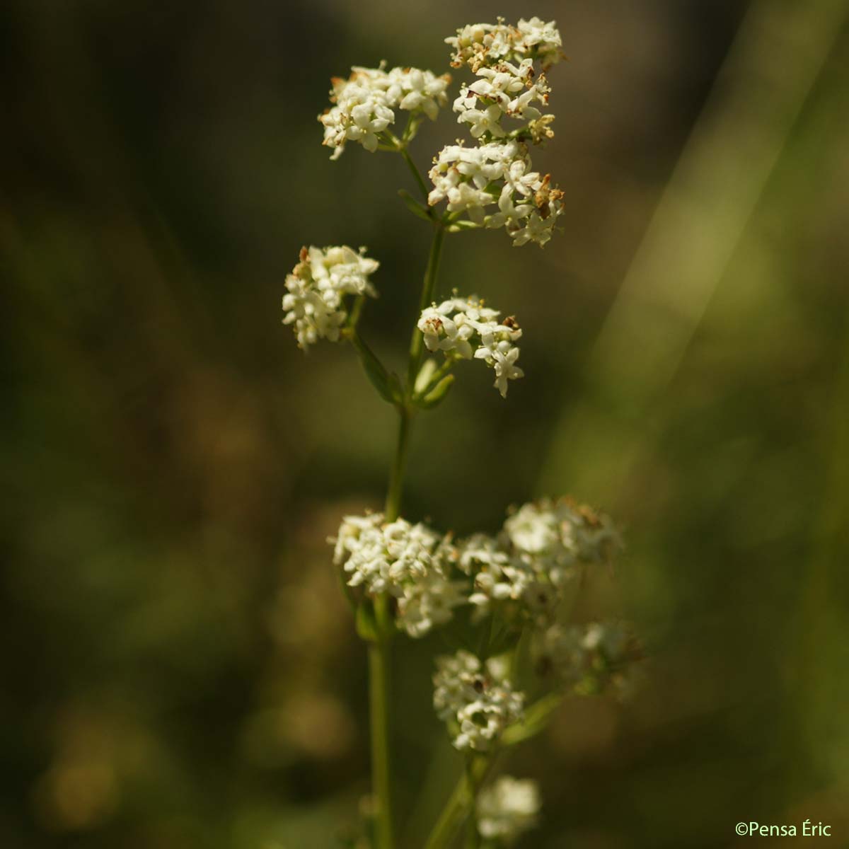 Gaillet boréal - Galium boreale