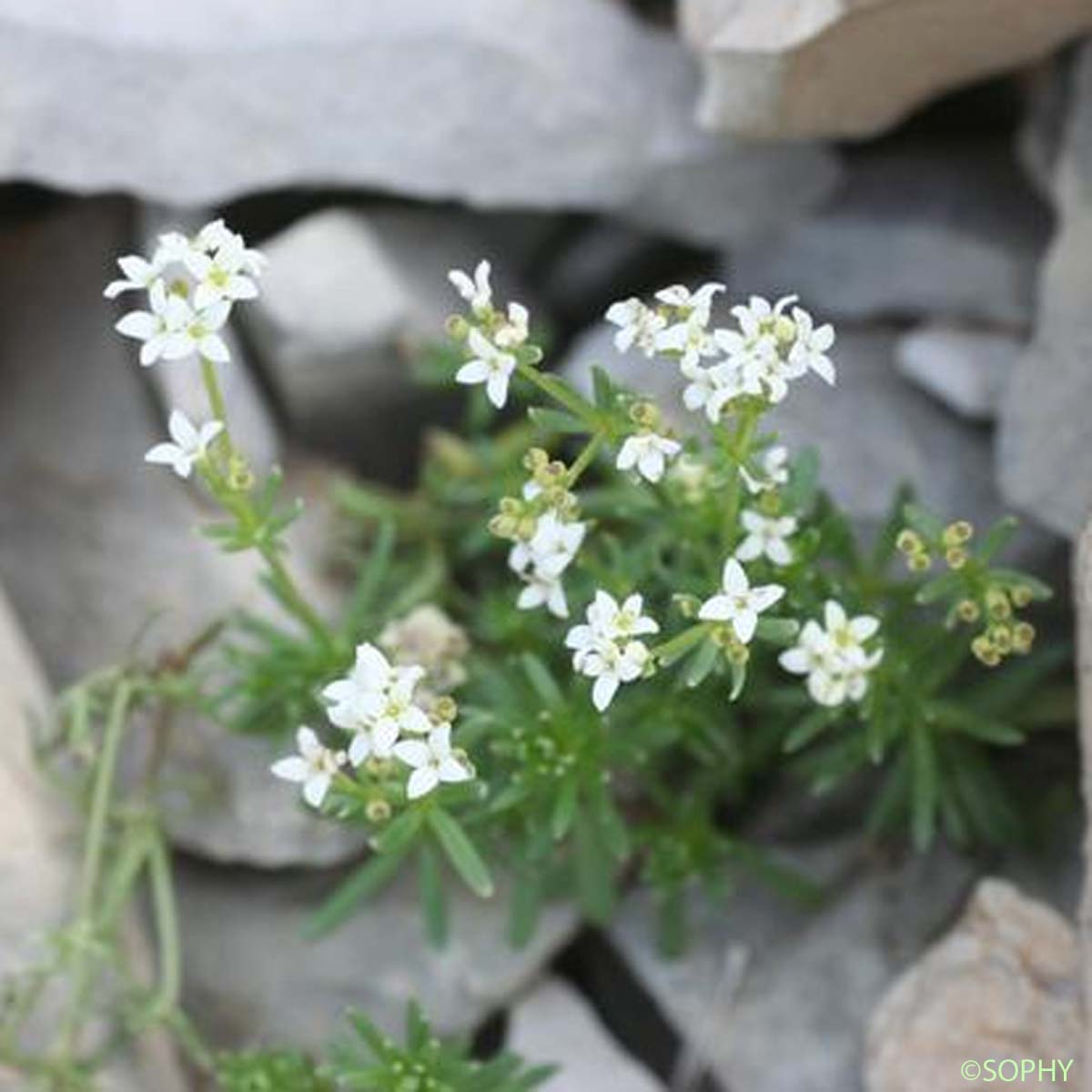 Gaillet de Villars - Galium saxosum