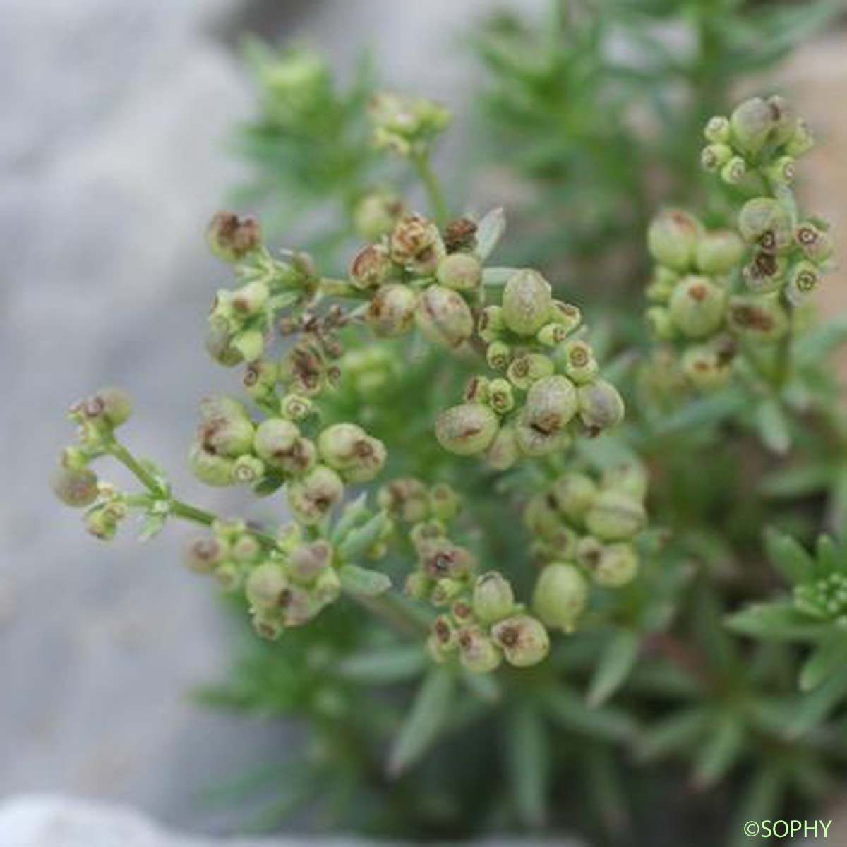 Gaillet de Villars - Galium saxosum