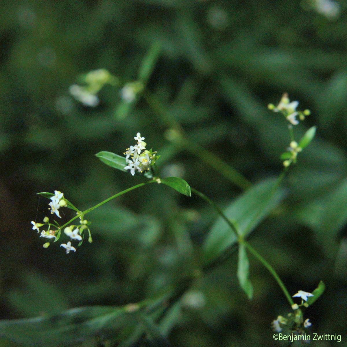 Gaillet des bois - Galium sylvaticum