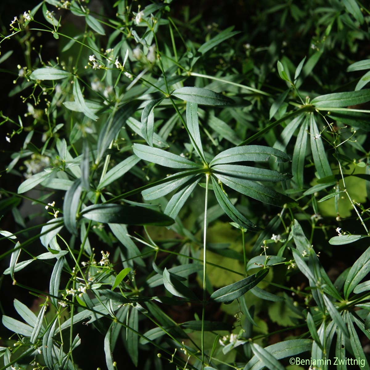 Gaillet des bois - Galium sylvaticum