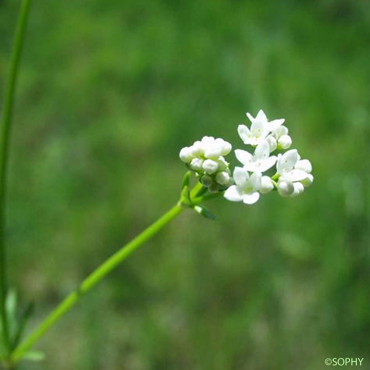 Gaillet des marais - Galium palustre