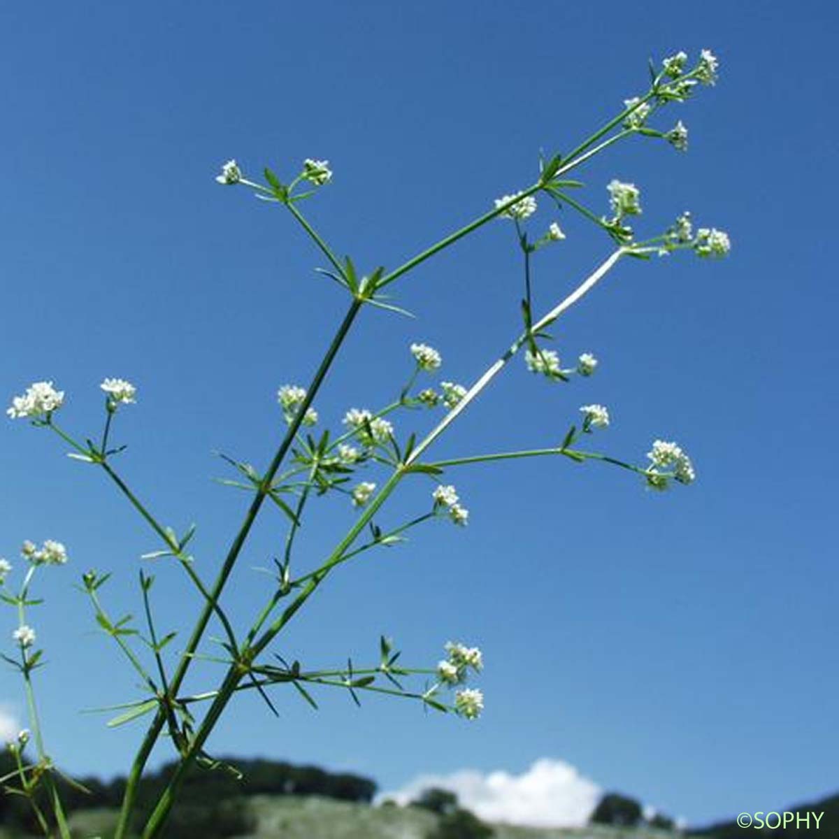 Gaillet des marais - Galium palustre