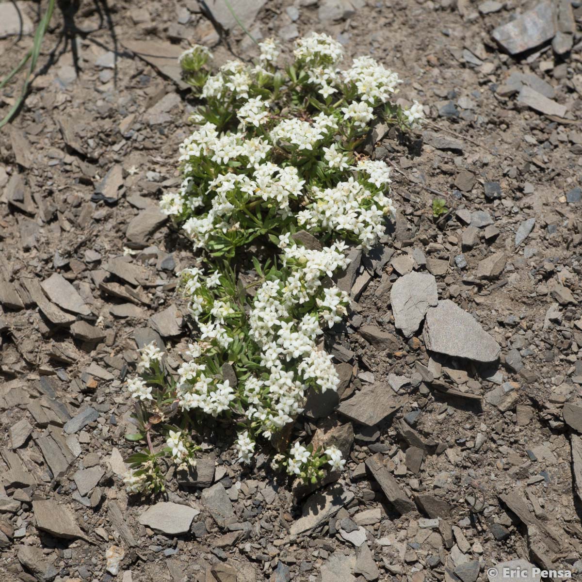 Gaillet des rochers - Galium saxatile