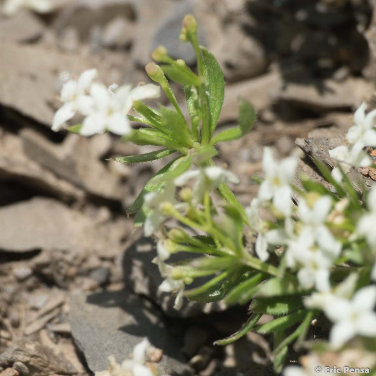 Gaillet des rochers - Galium saxatile