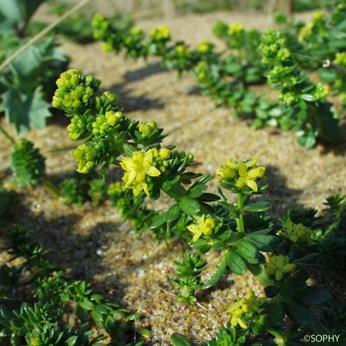 Gaillet des sables - Galium arenarium