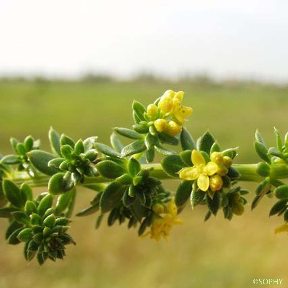 Gaillet des sables - Galium arenarium