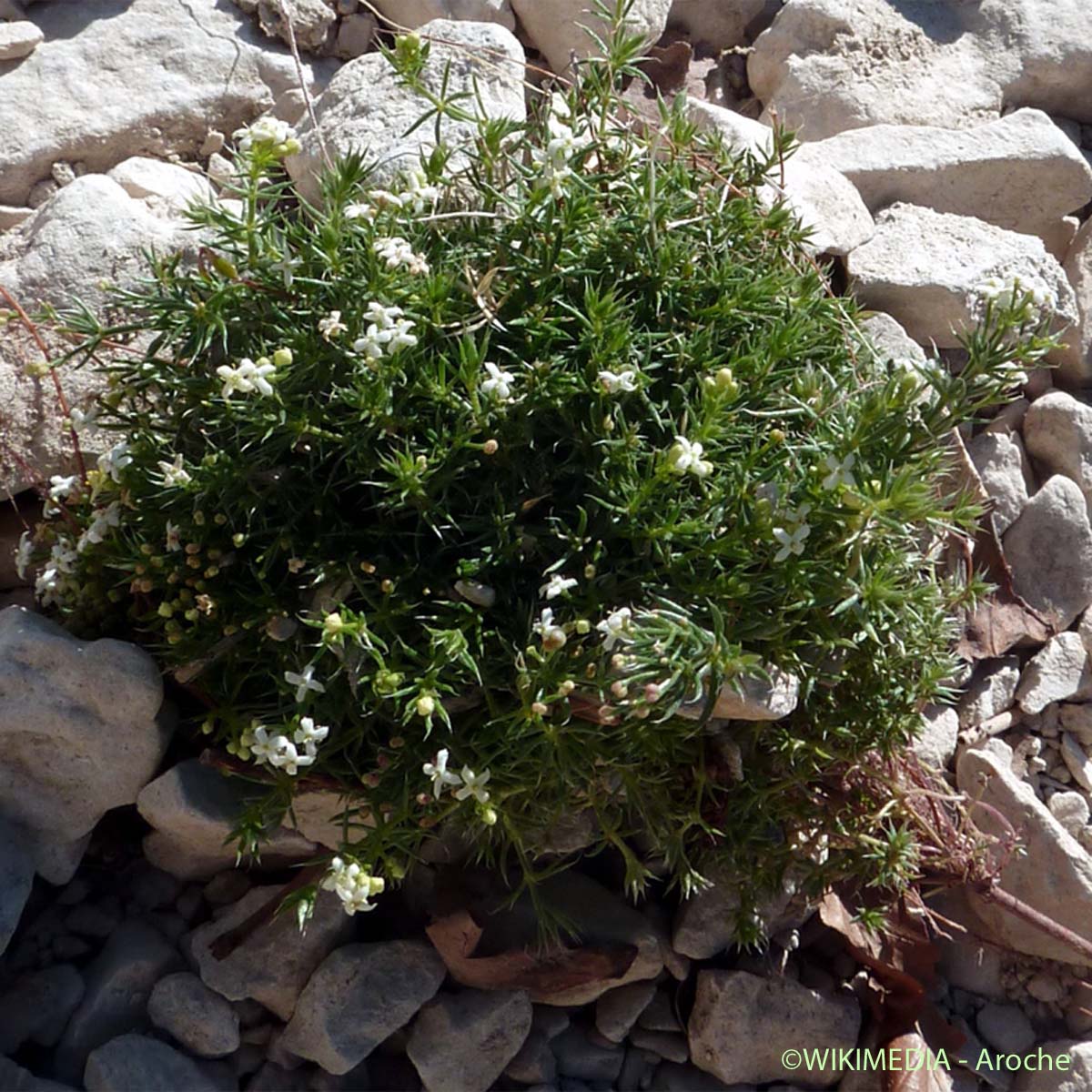 Gaillet fluet - Galium pusillum