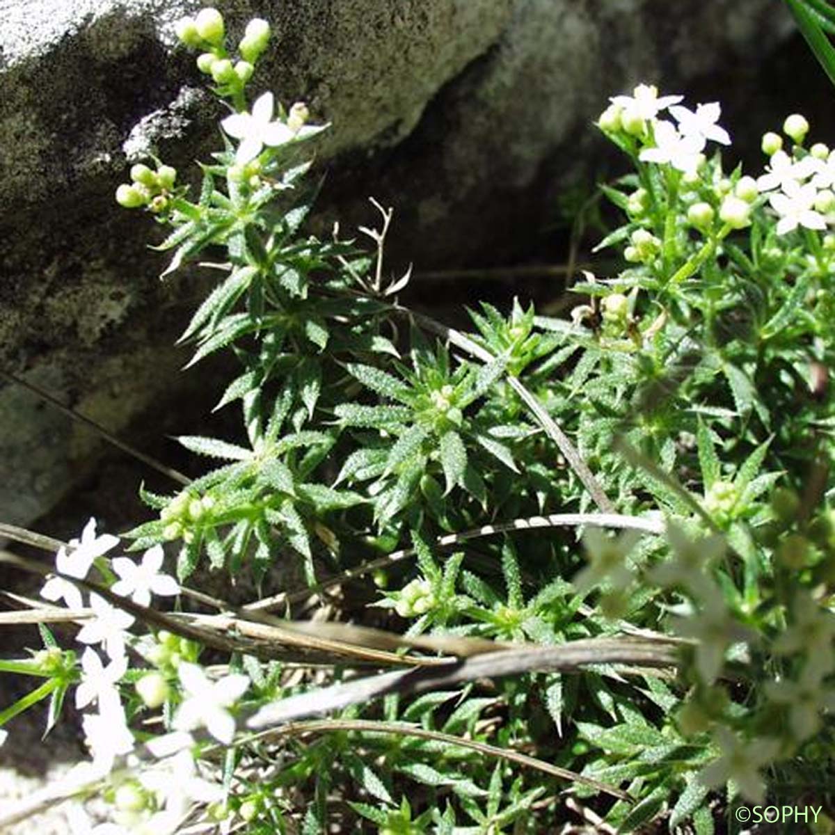 Gaillet fluet - Galium pusillum