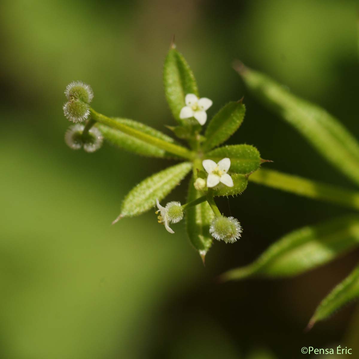 Gaillet Gratteron - Galium aparine