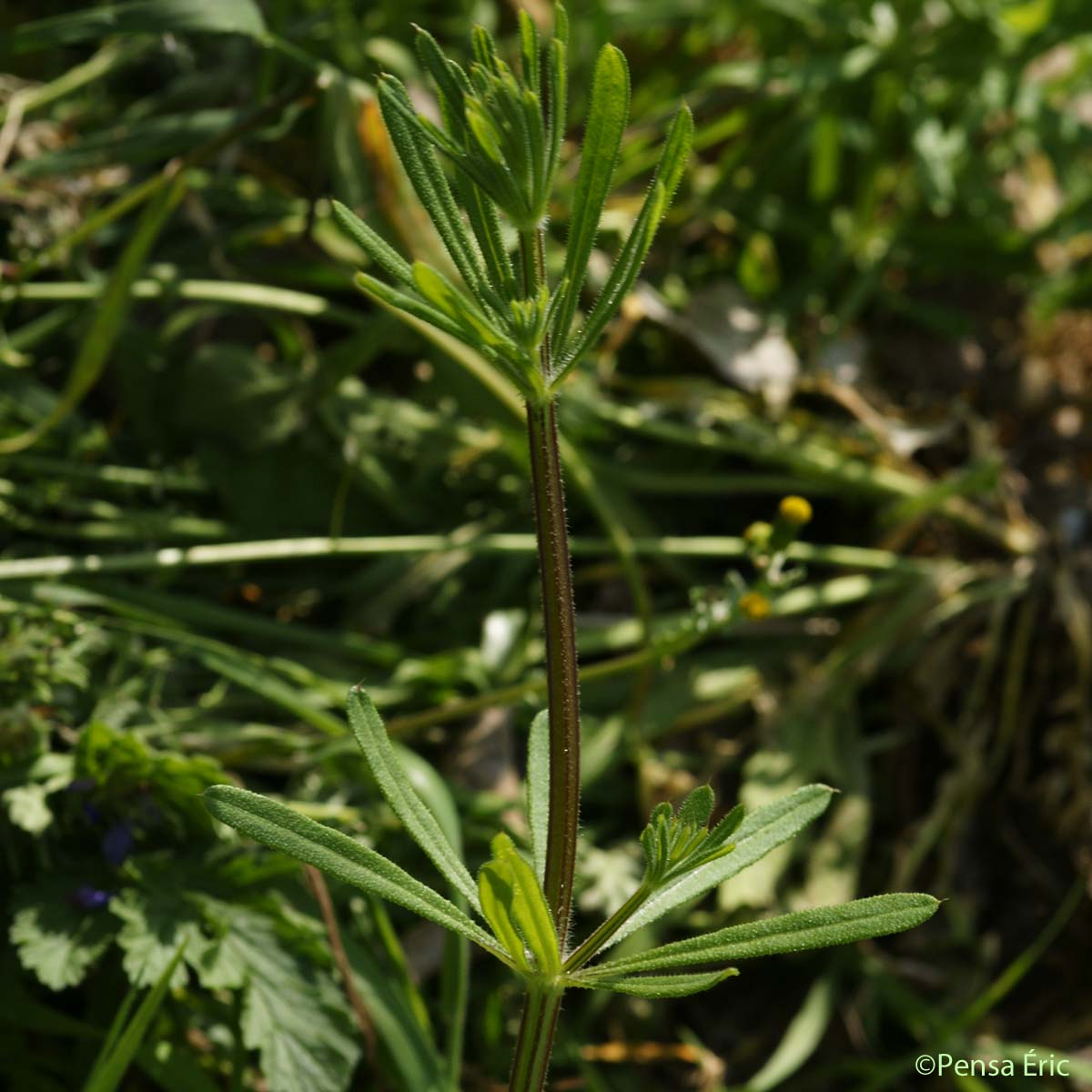 Gaillet Gratteron - Galium aparine